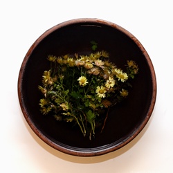 dailyPhoto8